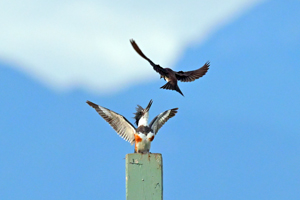 Purple Martin